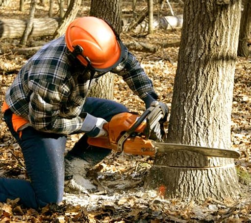 Tree Removal in Hodges, SC